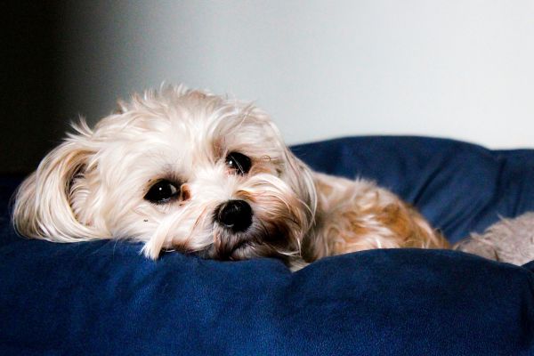 Pet insurance with wellness coverage